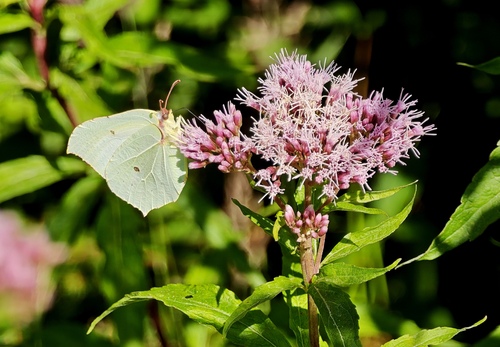 Common Brimstone