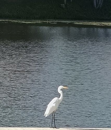 Great Egret