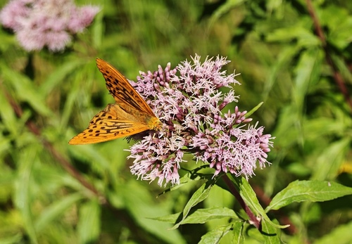 Silver-washed Fritillary