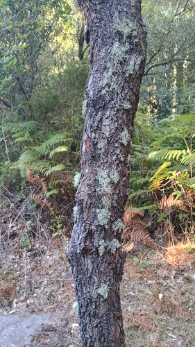 Oakmoss