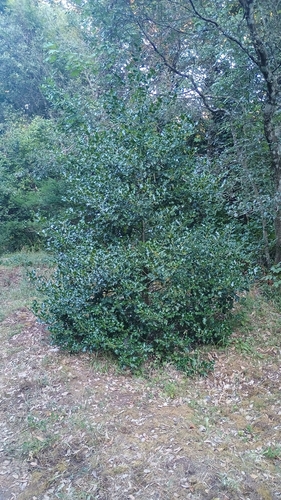 European holly