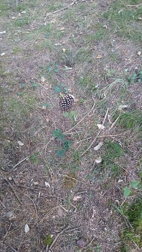 common yew