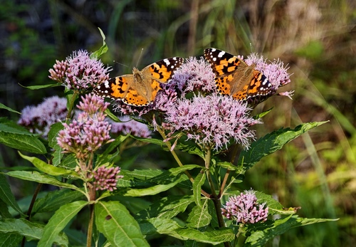 Painted Lady
