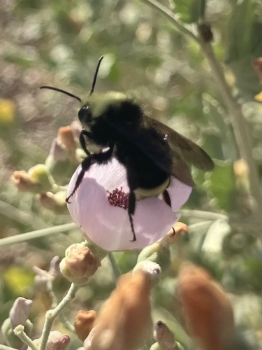 iNaturalist observation photo of Pyrobombus