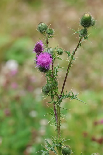 Bull Thistle
