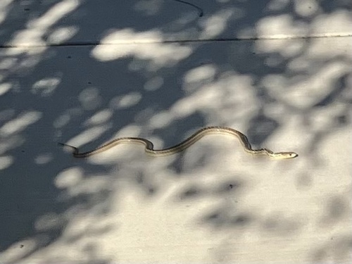 iNaturalist observation photo of San Diego Gopher Snake