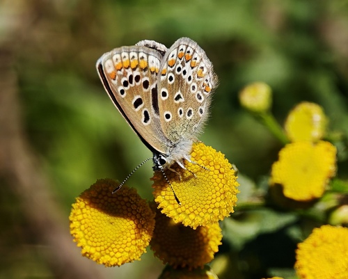 Common Blue