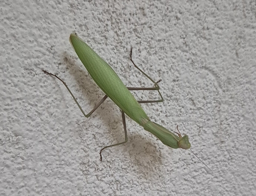 European Mantis