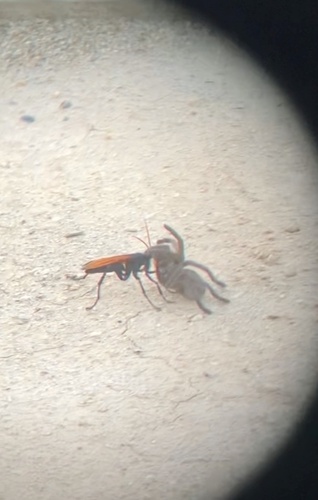 iNaturalist observation photo of Milde's Tarantula-hawk Wasp