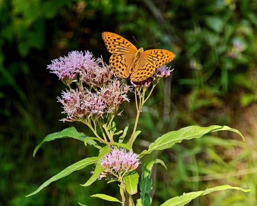 Silver-washed Fritillary