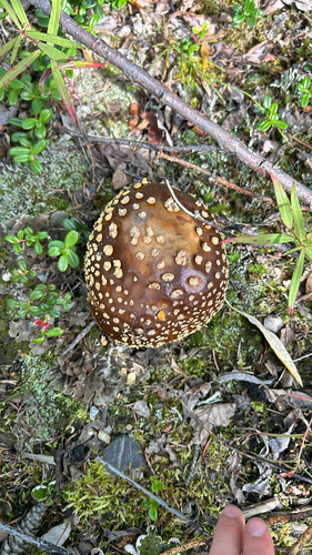 Royal fly agaric