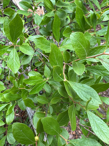 black huckleberry