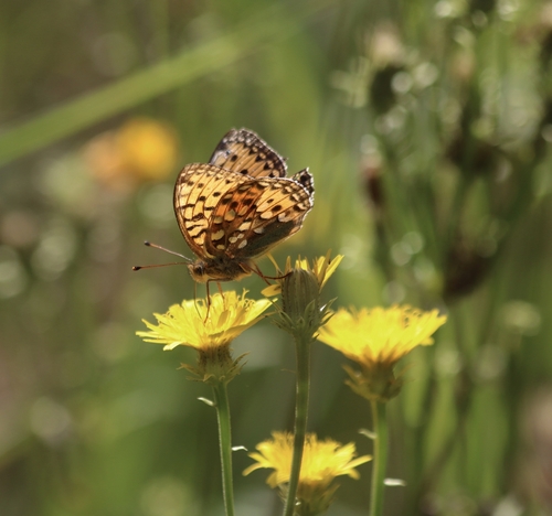 Dark Green Fritillary