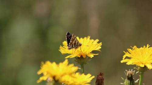 Large Grizzled Skipper