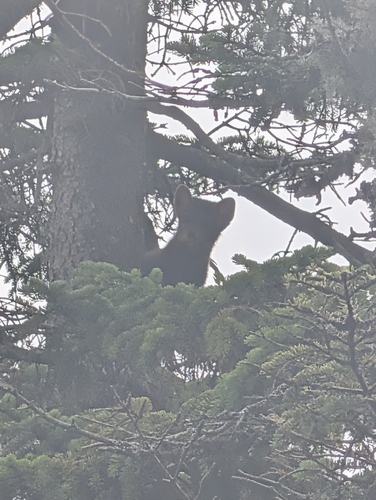 American Marten observed by robbyjtay