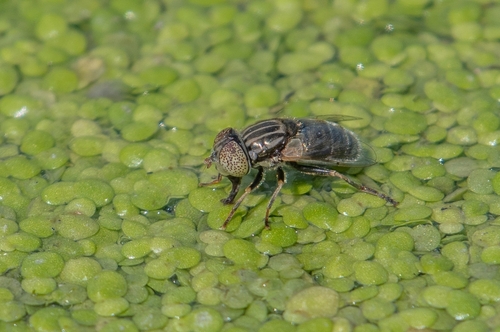 Common Lagoon Fly