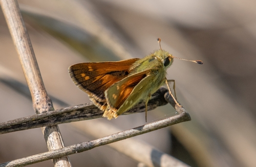 Common Branded Skipper