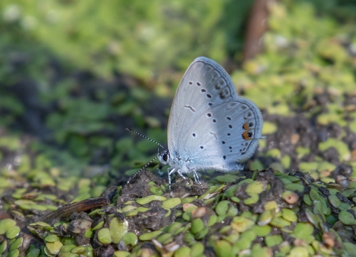 Short-tailed Blue