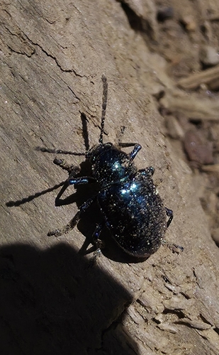 iNaturalist observation photo of Cobalt Milkweed Beetle