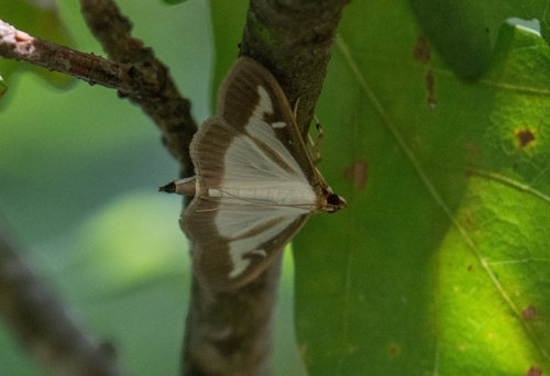 Box Tree Moth