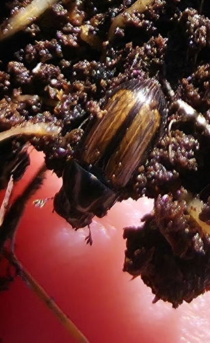 iNaturalist observation photo of Aphodiina