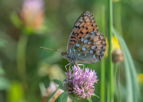 Dark Green Fritillary