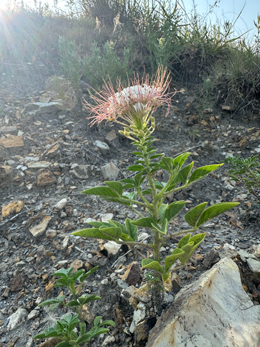 redwhisker clammyweed