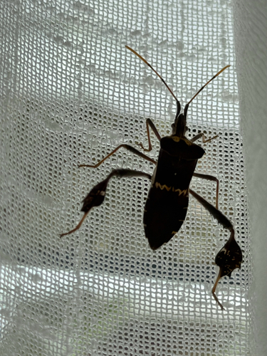 Leptoglossus zonatus