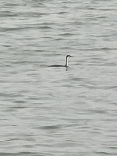 Western Grebe