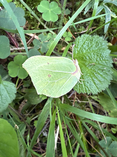 Common Brimstone