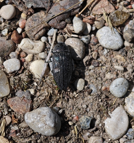 Buprestis haemorrhoidalis
