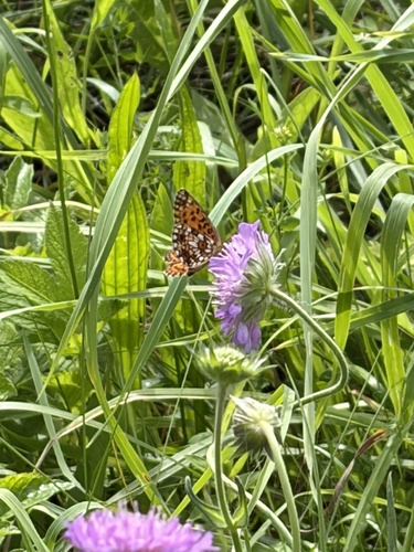 Eurasian Silver-bordered Fritillary