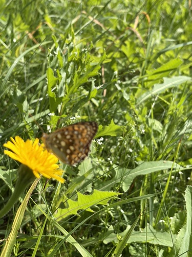Dark Green Fritillary
