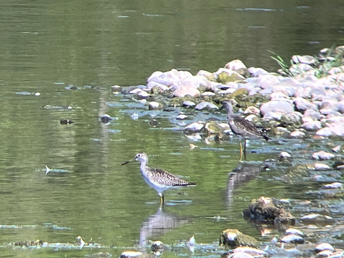 Greater Yellowlegs