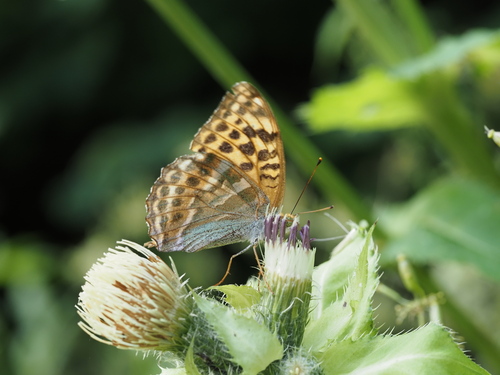 Silver-washed Fritillary