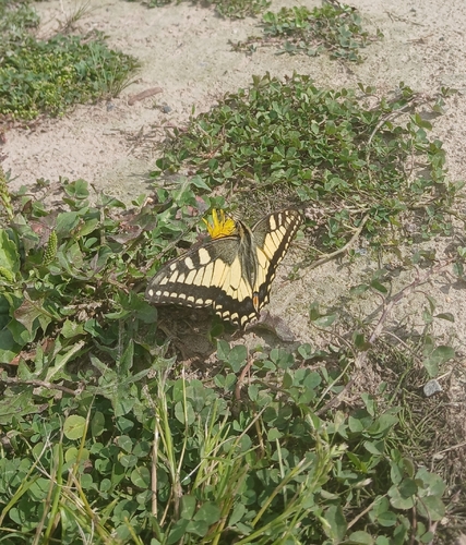 Old World Swallowtail
