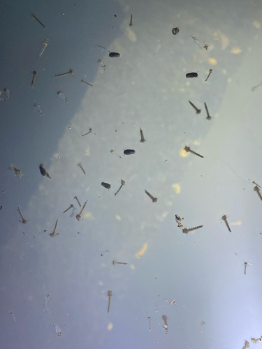 Common house mosquito
