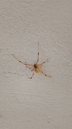 Brown Widow