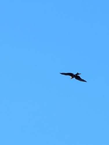 Black Kite