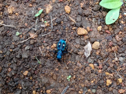 Central American Montane Tiger Beetle