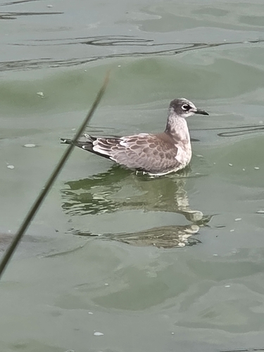 Franklin's Gull