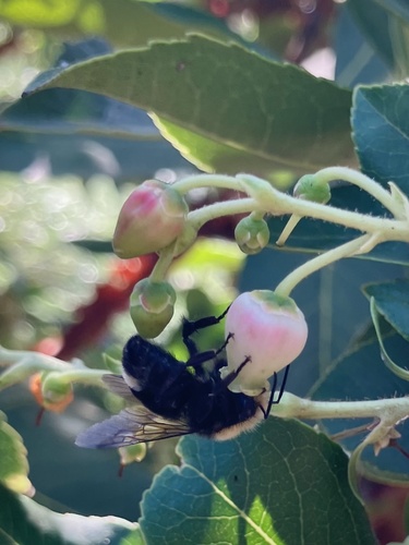 iNaturalist observation photo of Bumble Bees