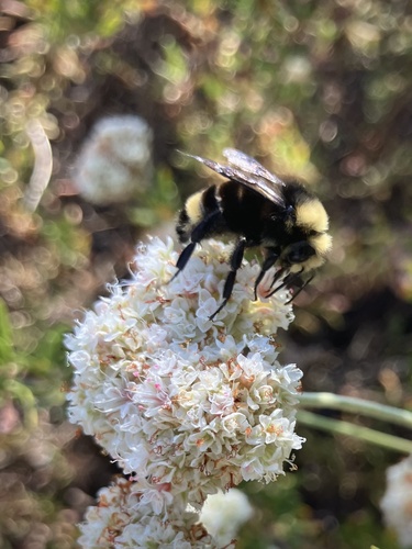 iNaturalist observation photo of Bumble Bees
