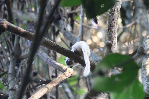 White Saddleback Tamarin