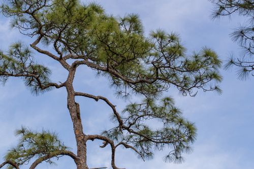 slash pine
