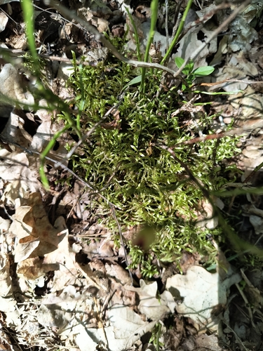 Red-stemmed Feather Moss