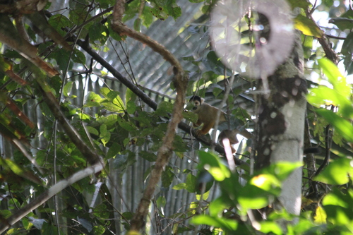Saimiri boliviensis boliviensis