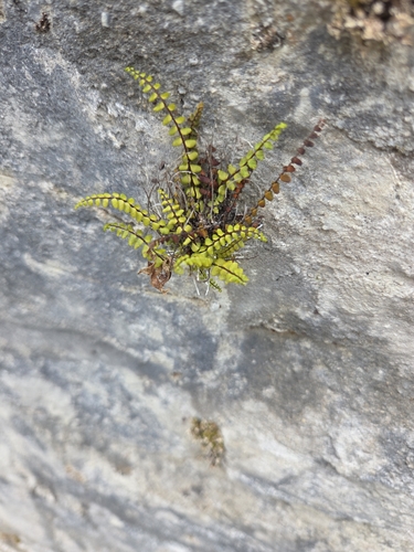 maidenhair spleenwort