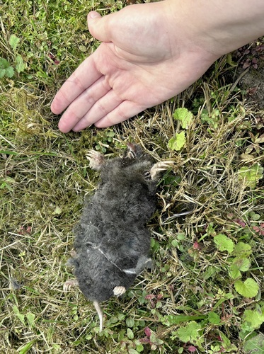 Townsend's Mole observed by tessnp