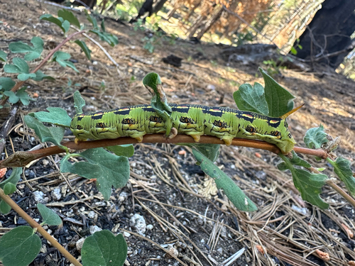 iNaturalist observation photo of White-lined Sphinx